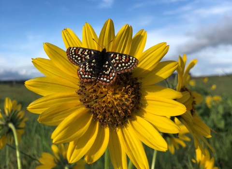 A Taylor's checkerspot butterfly on a yellow flower in a prairie
