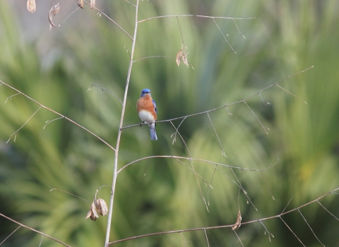 Blue and red bird perched on a thin branch