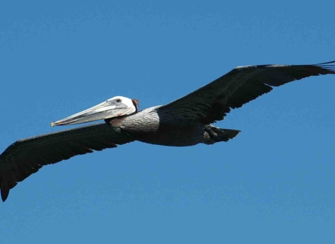 A large brown pelican in flight