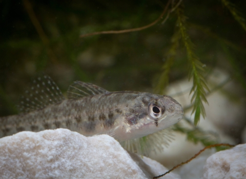 a silvery fish with dark spots resting on rocks among algae