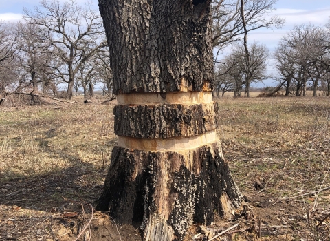 Pin oak with two bands of bark missing from its circumference