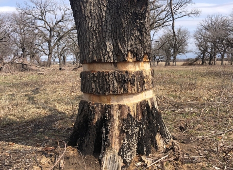 Pin oak with two bands of bark missing from its circumference