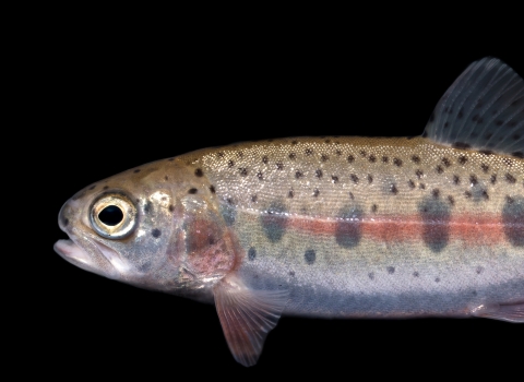 A juvenile fish seems to float in front of a black background. The fish had small spots and a red stripe running down its body.