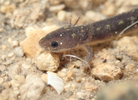 a grey salamander on a rocky, underwater surface