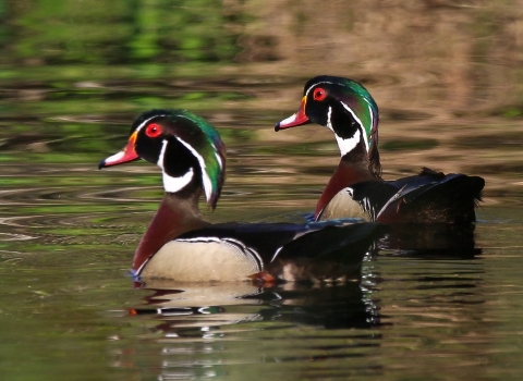 Two green,red, brown, white & black male wood ducks floating on water