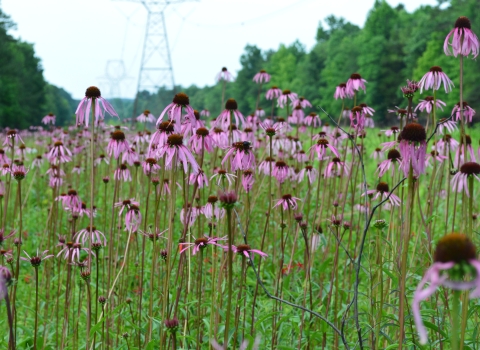 Field of pink-purple flowers growing on open grasslands under a power-line right of way. A powerline tower and tall trees are visible on the background.