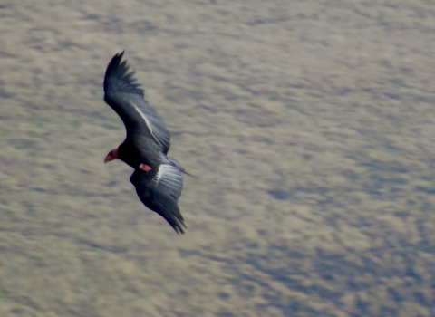 A California condor AC-4 tag in flight.
