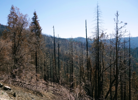 Burnt pine snags and down trees stand in the foreground with a mix of burned areas and living trees in the background mountain scape