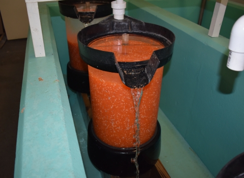 A large clear vessel sitting in a blue concrete tank filled with orange fish eggs with water running out the top spout