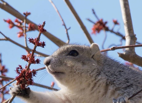 Delmarva Peninsula fox squirrel