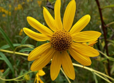Close-up of a whorled sunflower in a field. 