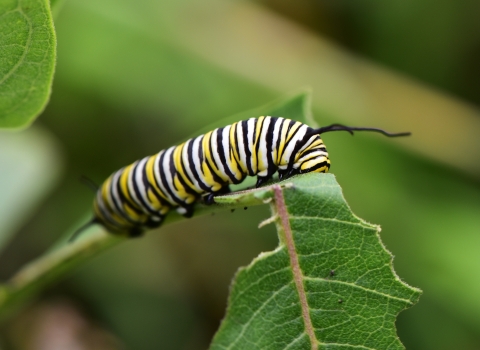 A black, yellow, and white caterpillar on a leaf.