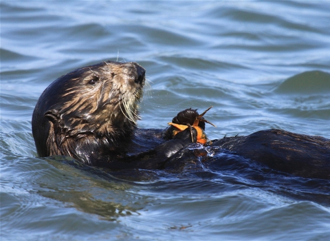 a sea otter floats on its back holding a crab