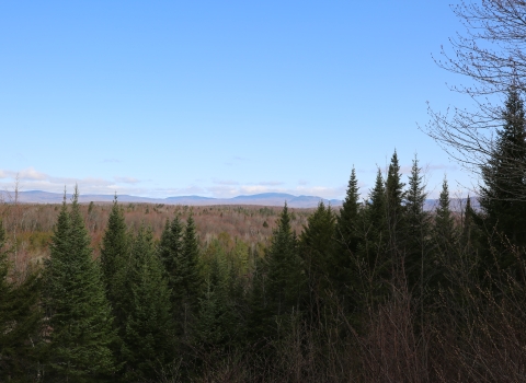 A view of forest with mountains on the horizon