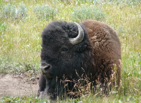 Closeup of a bull bison laying in a field at Yellowstone National Park