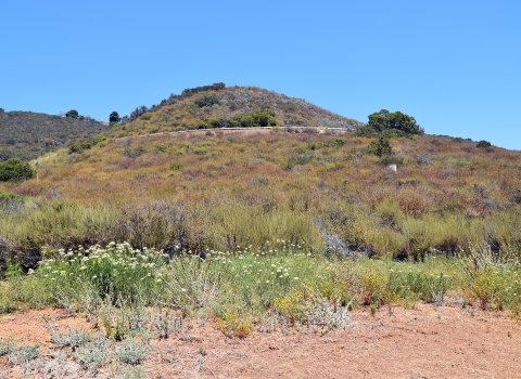 hill covered entirely with green and brown plants