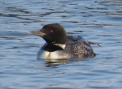 Black, grey & white loon floating on blue water