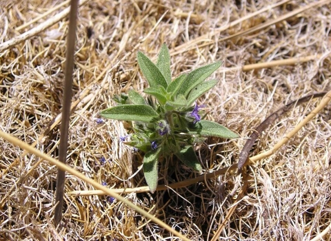 A hidden lake bluecurl in dry grass.