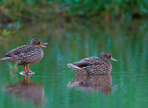 Two ducks in a body of water with foliage behind. The ducks are mottled brown. One has hints of blue in its wing