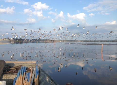 birds flying over open water marsh