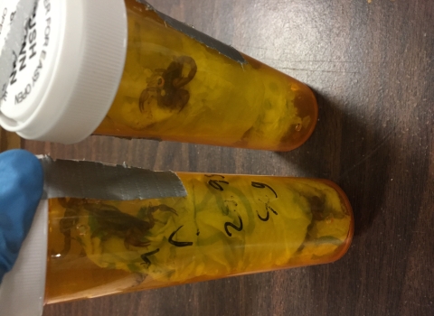 scorpions in bottles