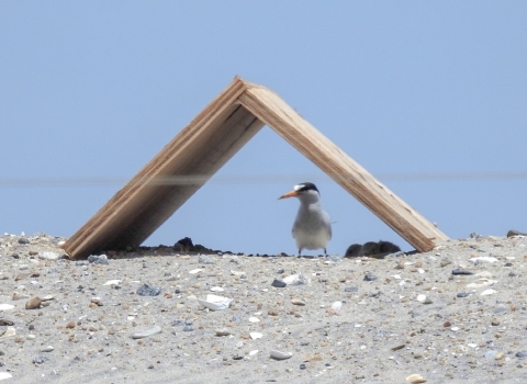 small brown plywood tent on sand with white/black terns and tern babies under wood