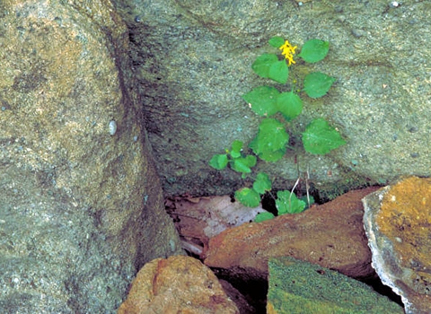 White-haired Goldenrod growing up against rocks.