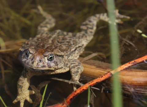 adult wyoming toad swimming among aquatic vegetation