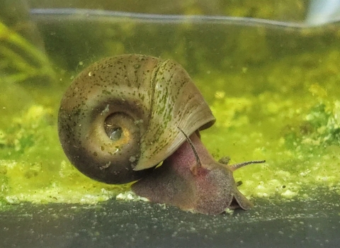 Snail with coiled shell under water