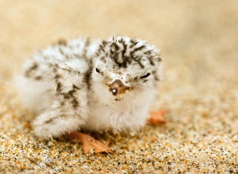 The mottled black and white of a newly hatched California least tern allows it to blend in with the sandy beach on which it sits.