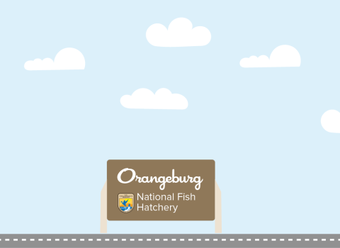 A graphic featuring a light blue sky with puffy clouds. At the bottom of the graphic, a fish drives a car along a road toward a sign that reads "Orangeburg National Fish Hatchery"