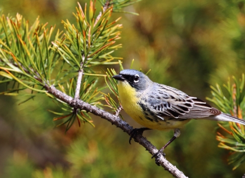 Kirtland's warbler perched in a tree