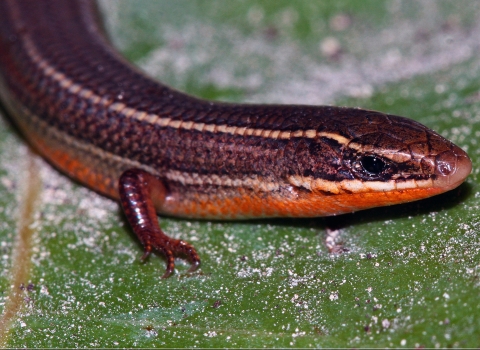 A closeup of a Florida Keys mole skink shows its head down to its front two tiny feet and lower body. Photographed from above, you can see its brown back with tan lengthwise stripes and glimpse the pinkish-red underbelly.