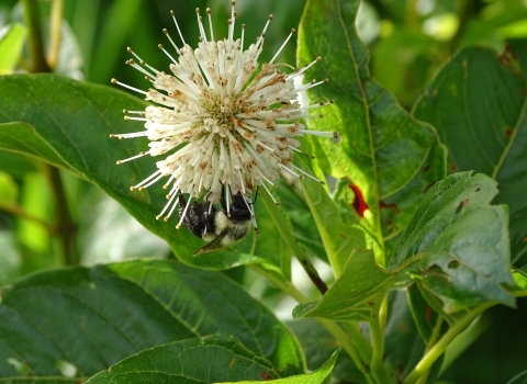 A round white flower blooms with white spikes surrounded by green leaves