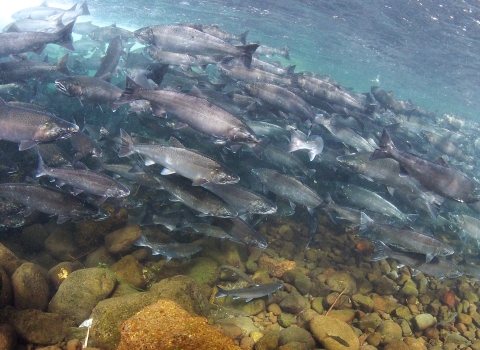 A huge school of silver fishes swimming in a stream