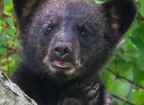 Black bear cub in  tree with red berry in mouth