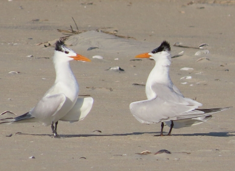 Two royal terns, white with black crest and orange bills facing each other on sandy beach