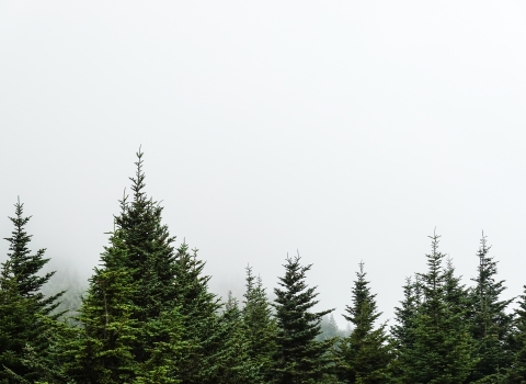 Several conifer trees with a foggy background