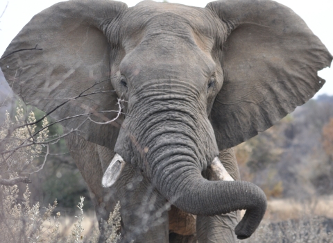 closeup view face to face with an adult African elephant showing one broken off tusk.