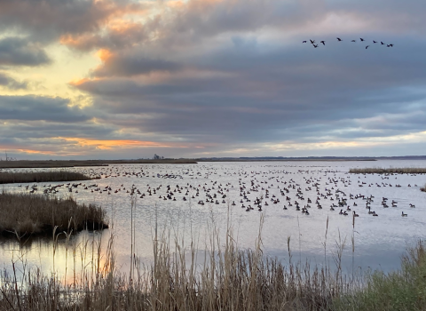 Waterfowl gather in a marsh at sunrise. Overhead more waterfowl fly. There are thick blue and grey clouds tinged in orance. 
