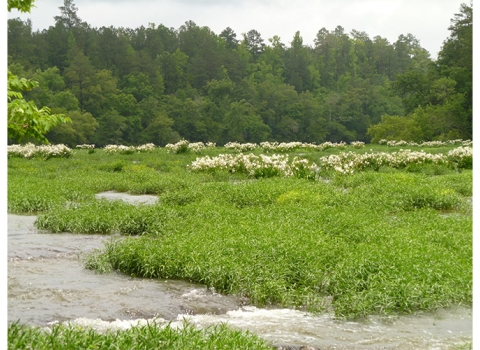 A wide view of the river with a field of Cahaba lilies.