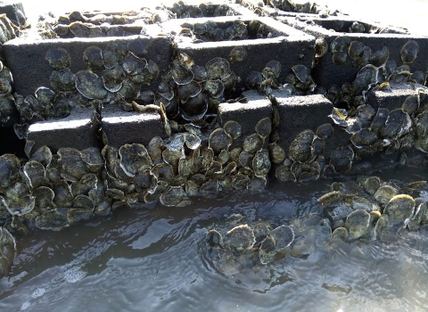 Many oysters are attached to a cement wall of blocks. The wall is submerged in water. 