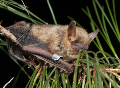 A fluffy bat perches between the needles of an evergreen branch. On its left wing it has a metal band.