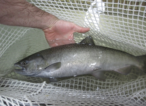 silver fish in a net