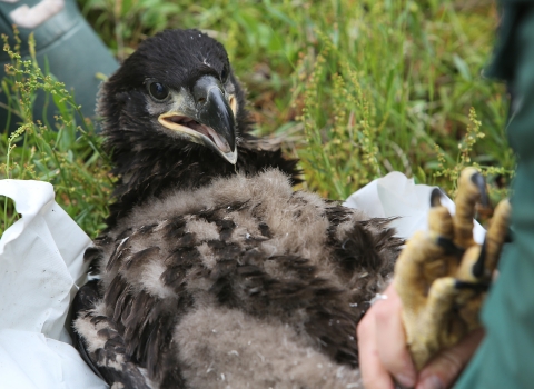 A juvenile Bald Eagle is prepared for banding
