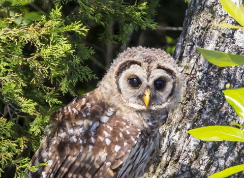Brown & white barred owl perched on large limb
