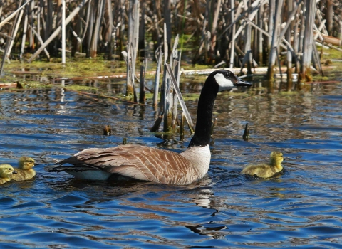A black-necked goose witch brown wings swimming with five yellow chicks in tow