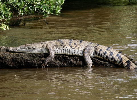 A crocodile suns on a log.