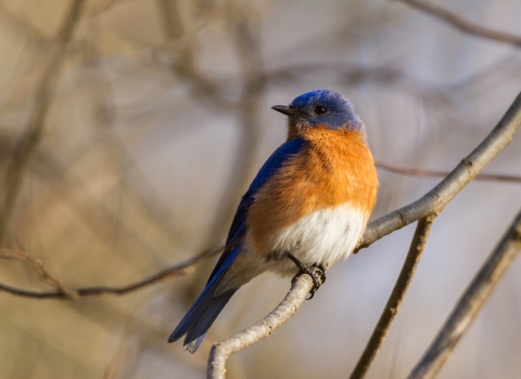 A bright blue bird with rust orange breast perched on a branch