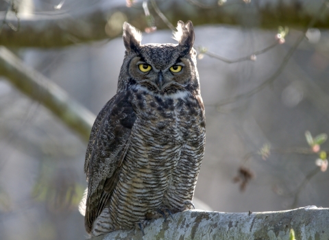 A large brown patterned owl with feathers like horns above each yellow eye, standing on a large tree branch